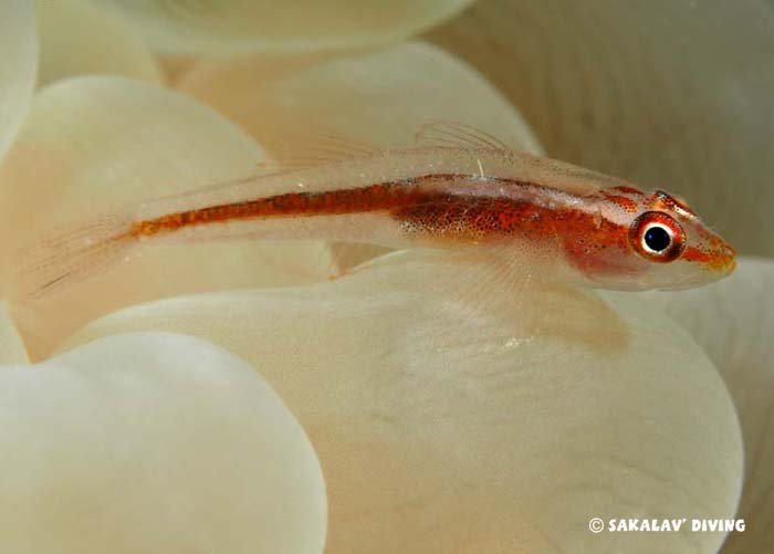 underwater diving photo video in Madagascar